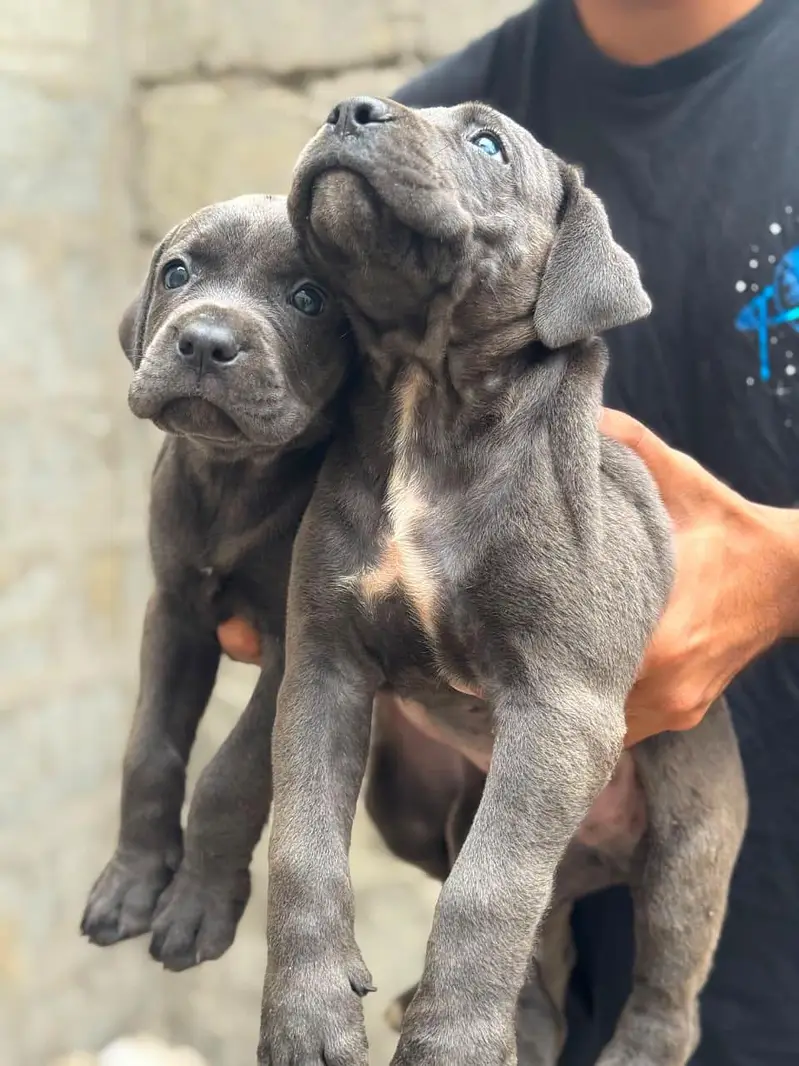 Dogs / Pupps | Black Shepherd | Pug | Poodle | Doberman | Rottwiler — photo 12