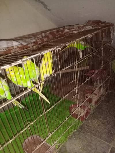 urgent sale Australian Parrots with very good quality