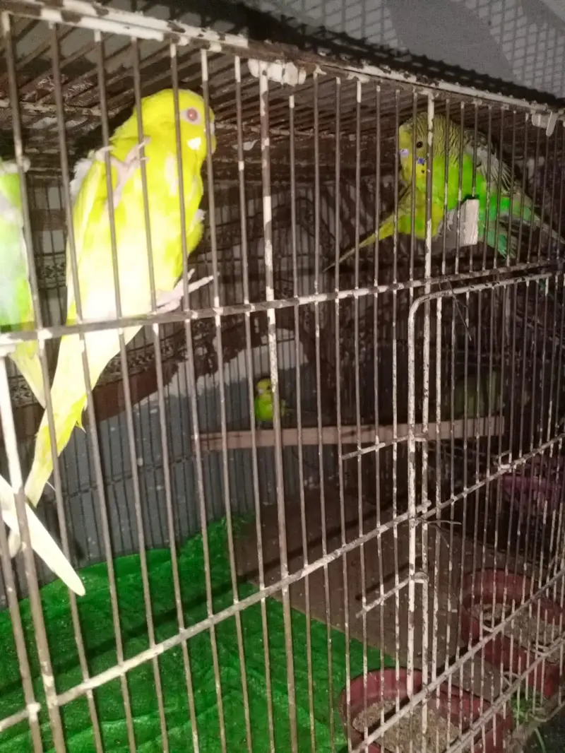 urgent sale Australian Parrots with very good quality — photo 2