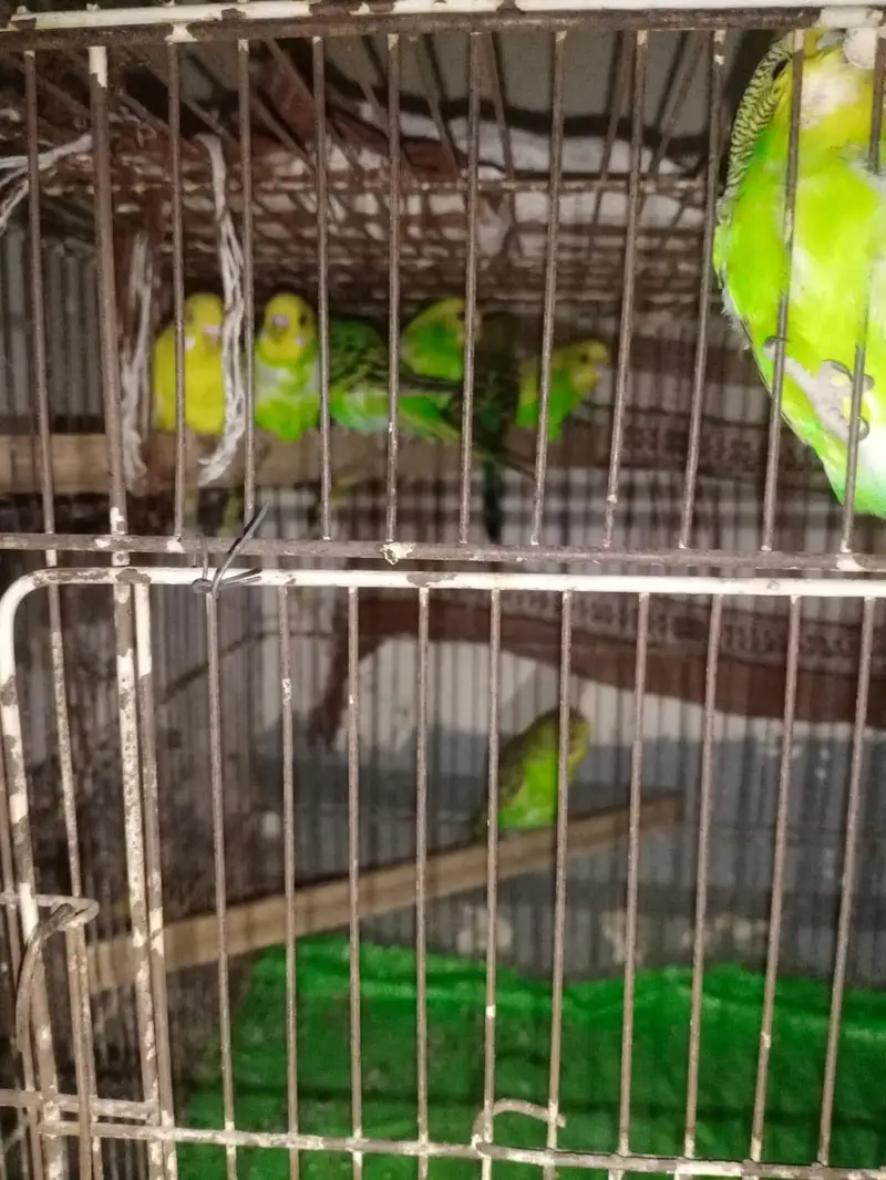 urgent sale Australian Parrots with very good quality — photo 3