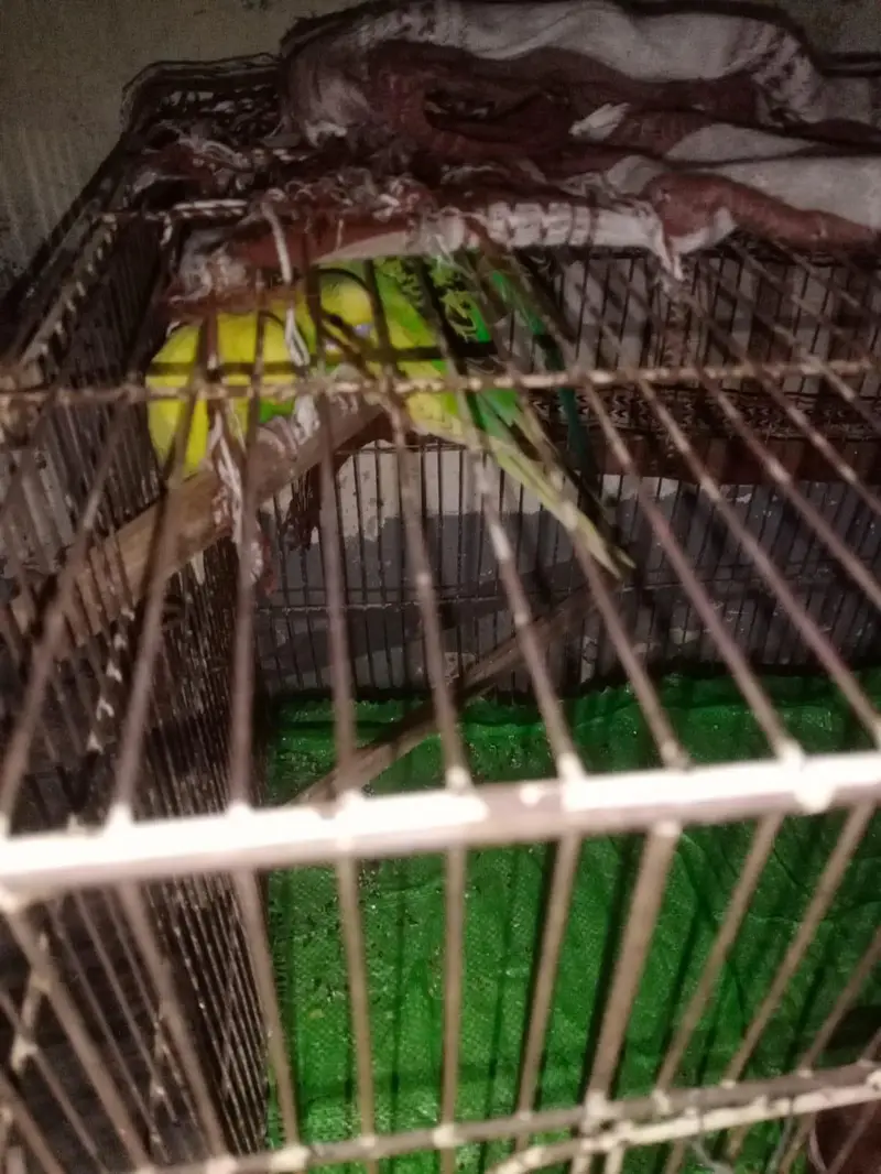 urgent sale Australian Parrots with very good quality — photo 4