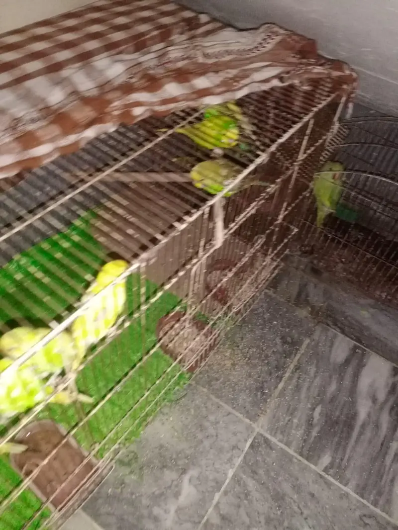 urgent sale Australian Parrots with very good quality — photo 5