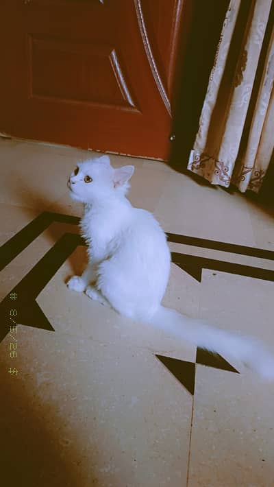 catss