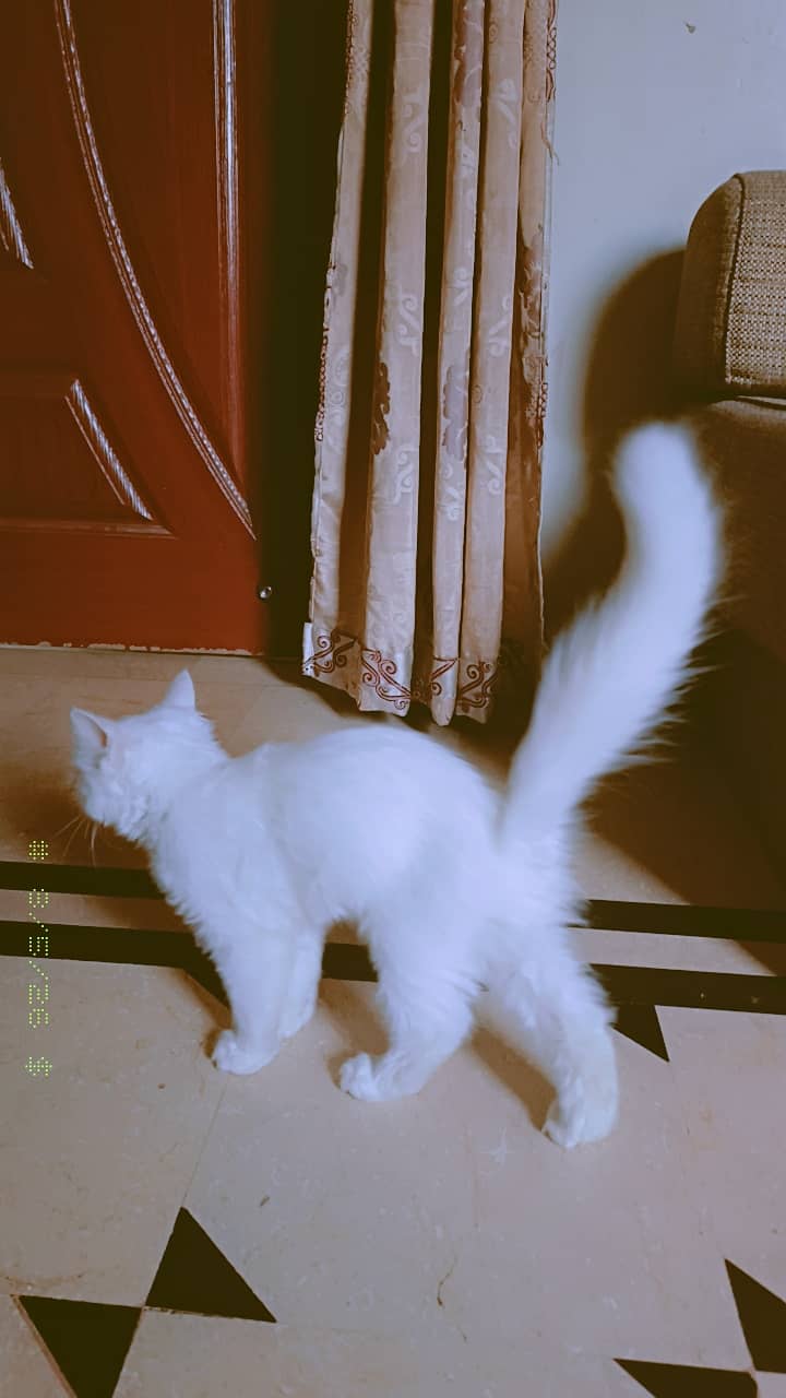 catss 1