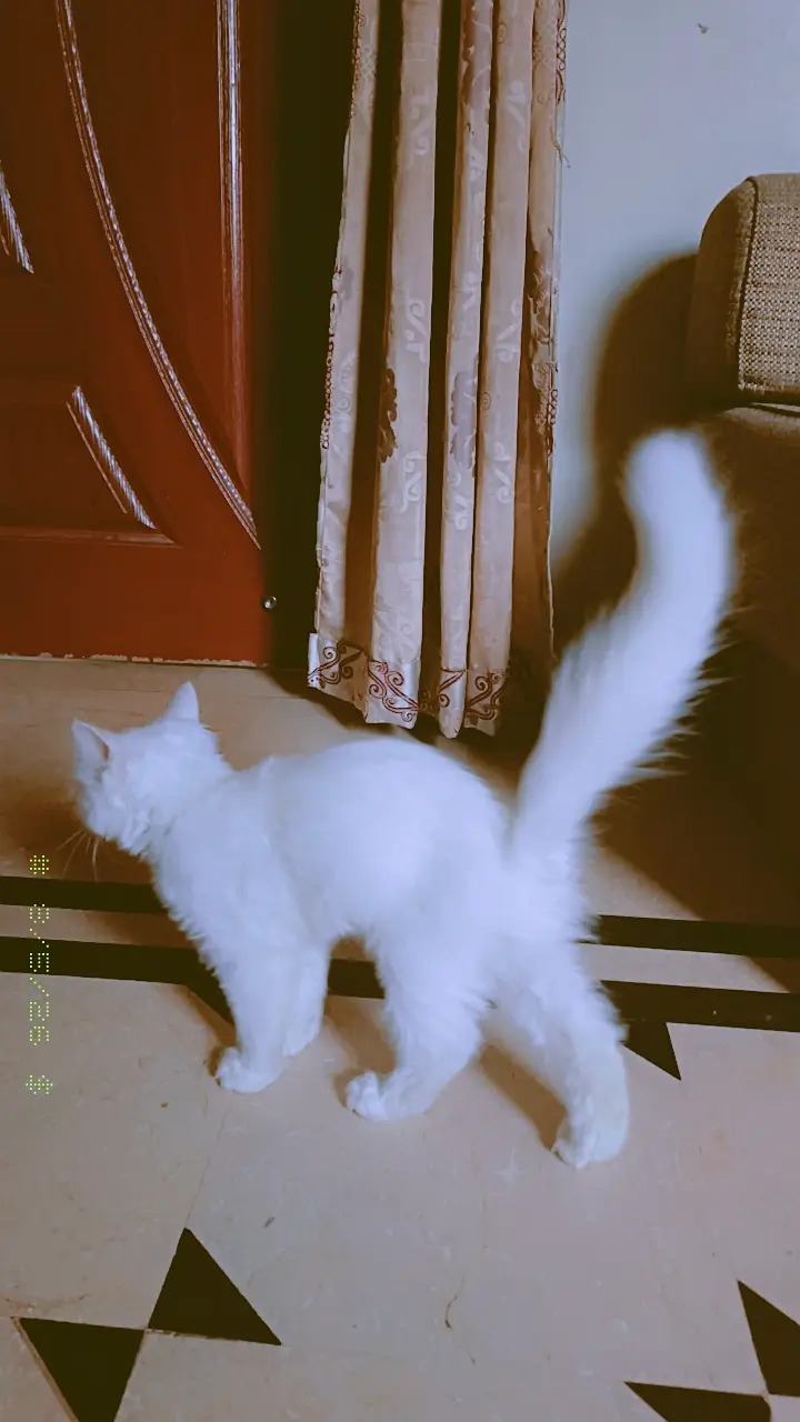 catss — photo 2