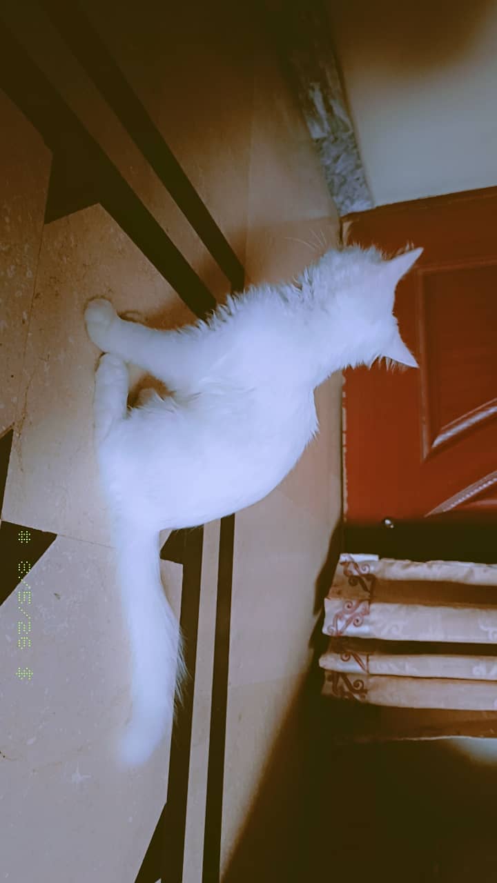 catss 2