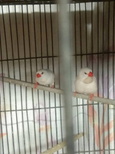 Albino Sharftail Finch / Long tail /  Java Finch