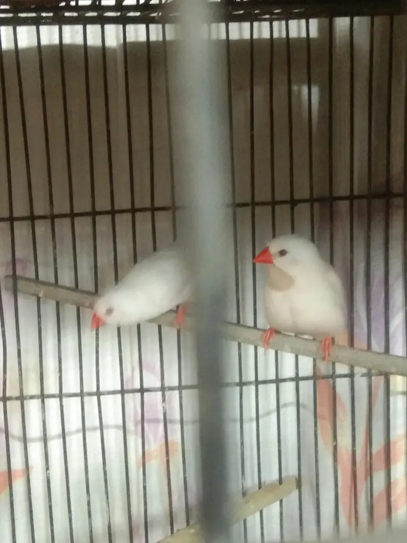 Albino Sharftail Finch / Long tail /  Java Finch — photo 2