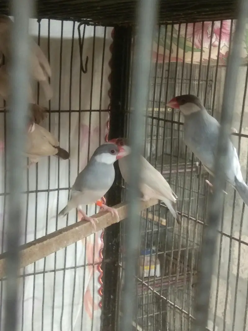 Albino Sharftail Finch / Long tail /  Java Finch — photo 3