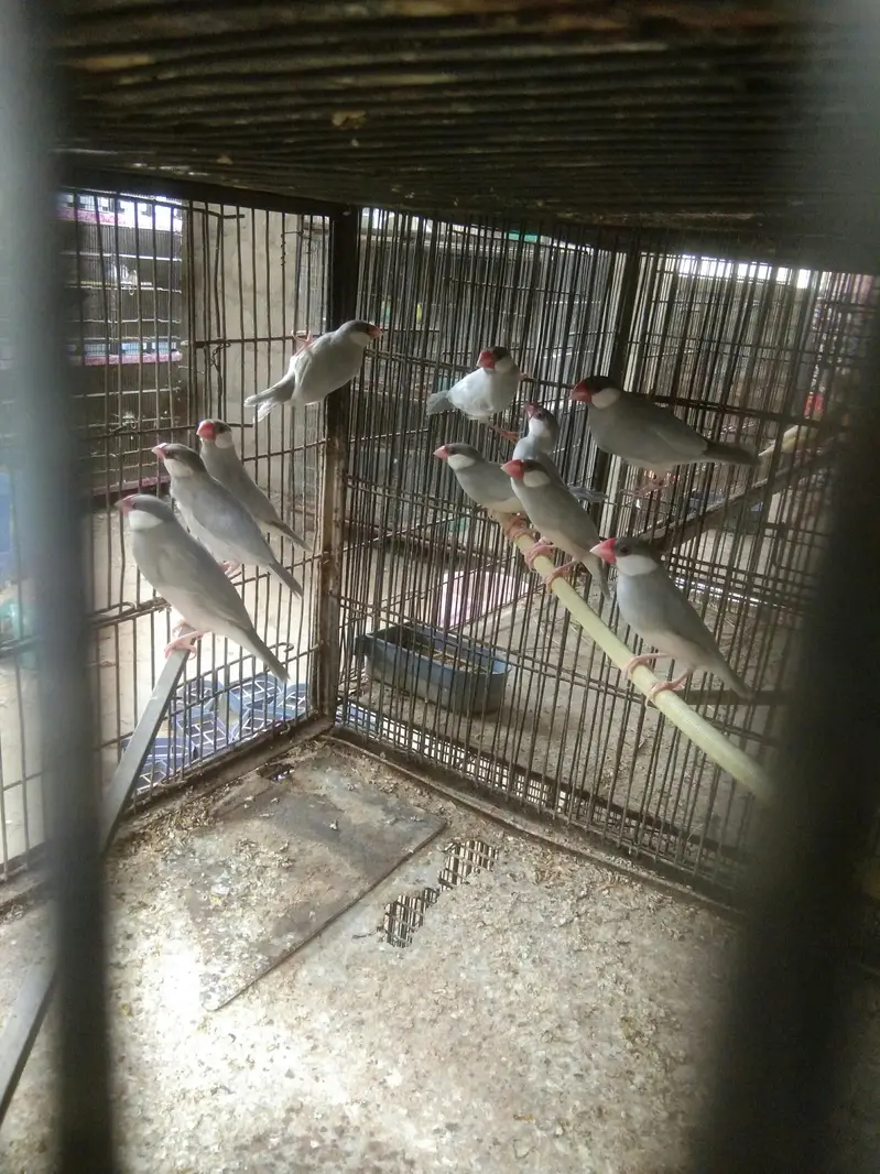 Albino Sharftail Finch / Long tail /  Java Finch — photo 4