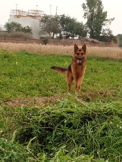 dog ko koi maslaa ni haii