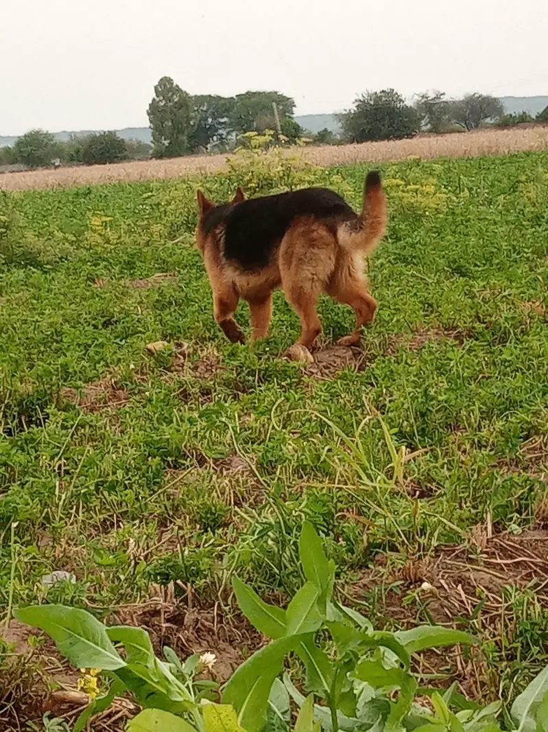dog ko koi maslaa ni haii — photo 2