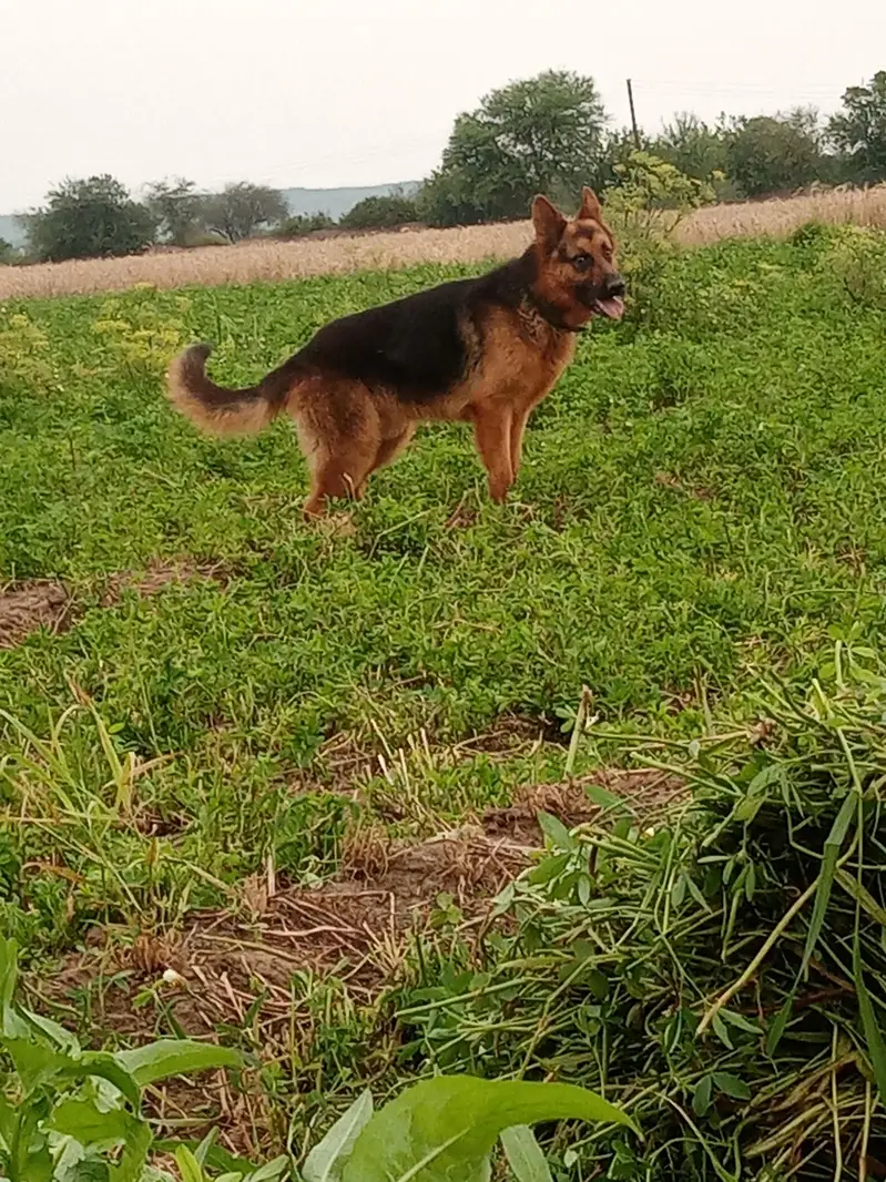 dog ko koi maslaa ni haii — photo 3