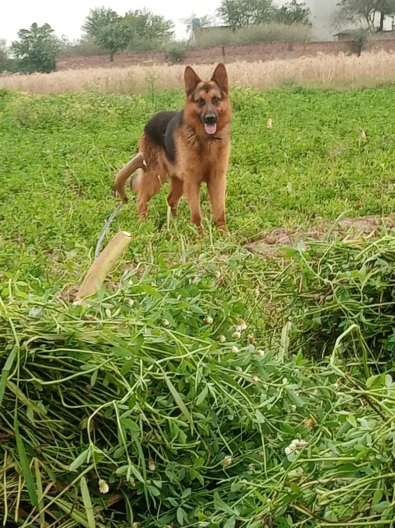 dog ko koi maslaa ni haii — photo 4