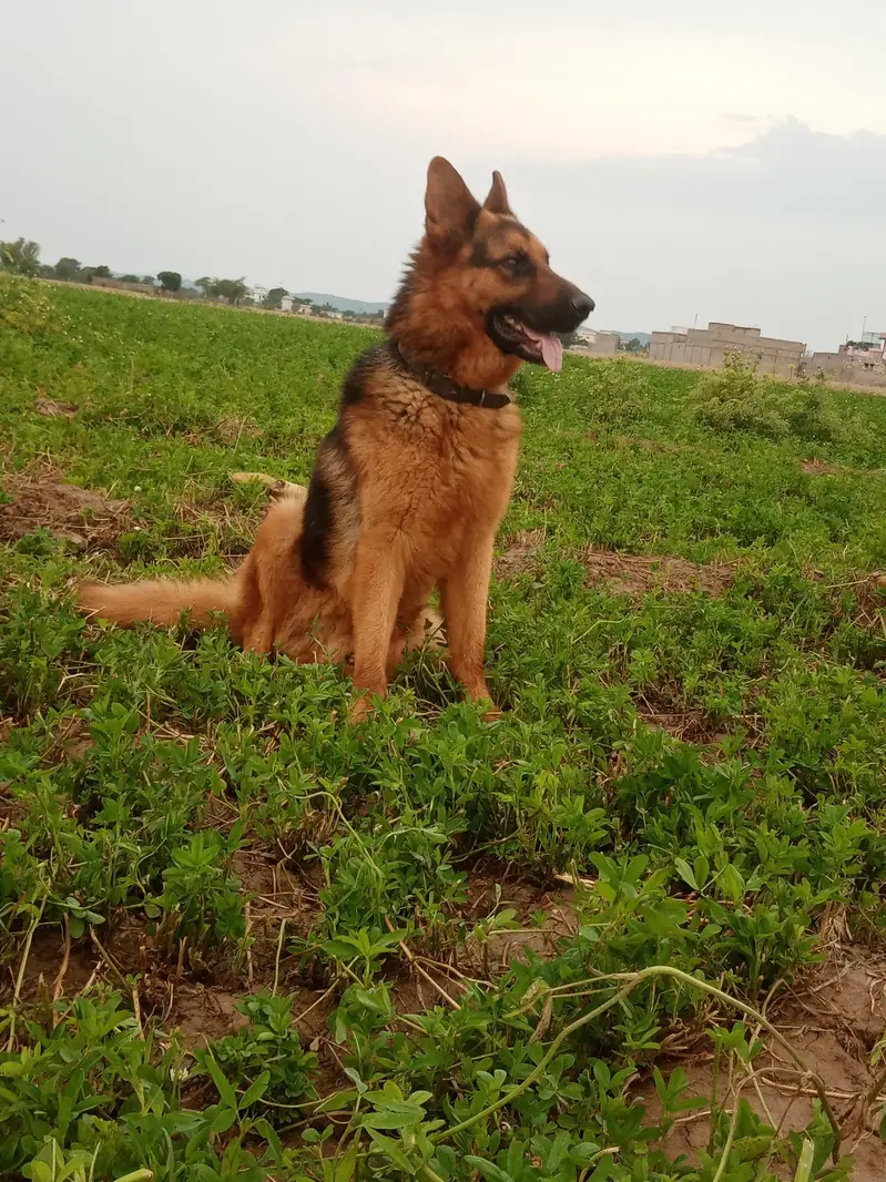 dog ko koi maslaa ni haii — photo 5