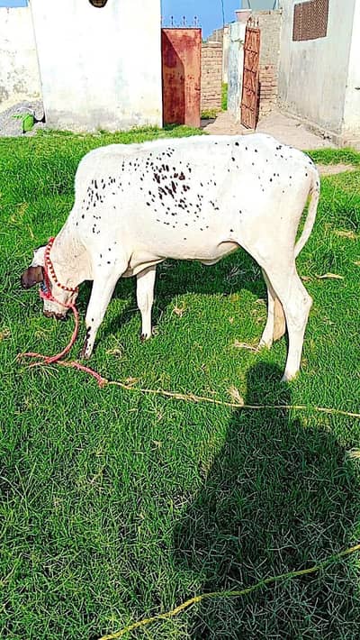 اچھی کراس گائے کی بچی برائے فروخت