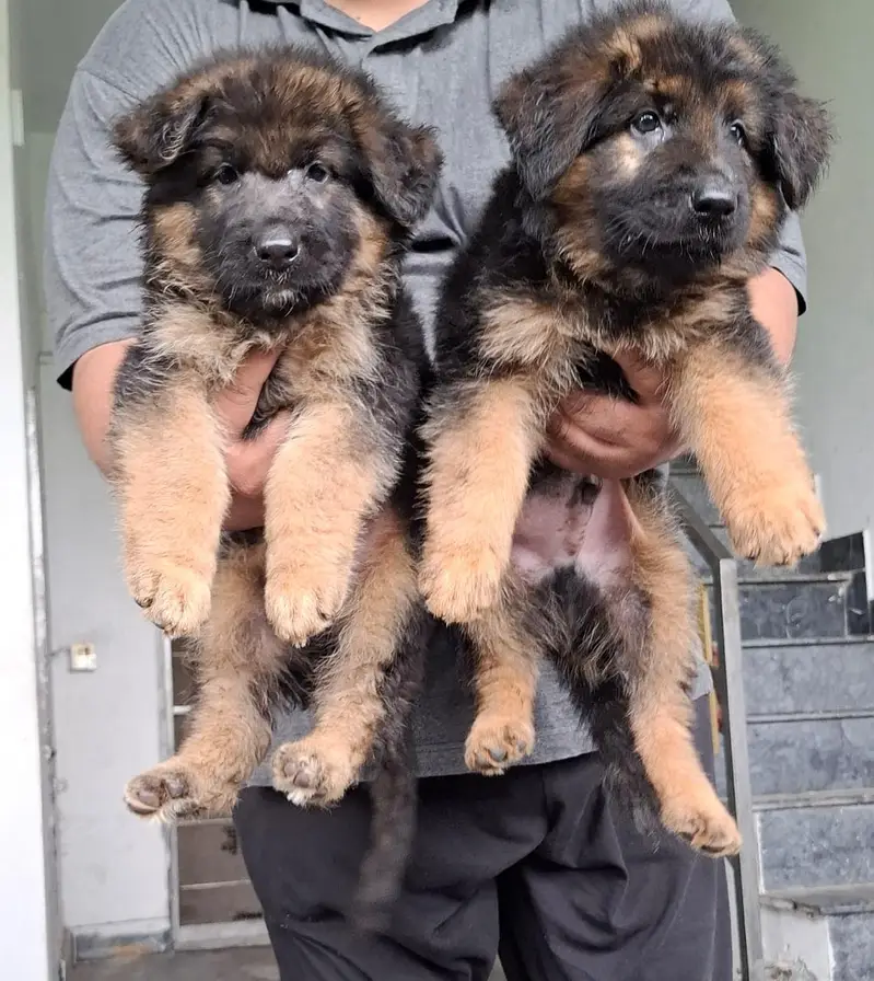Belgian Shepherd |Bulldog | Chow Chow | Doberman All Type of dogs/Pups — photo 5