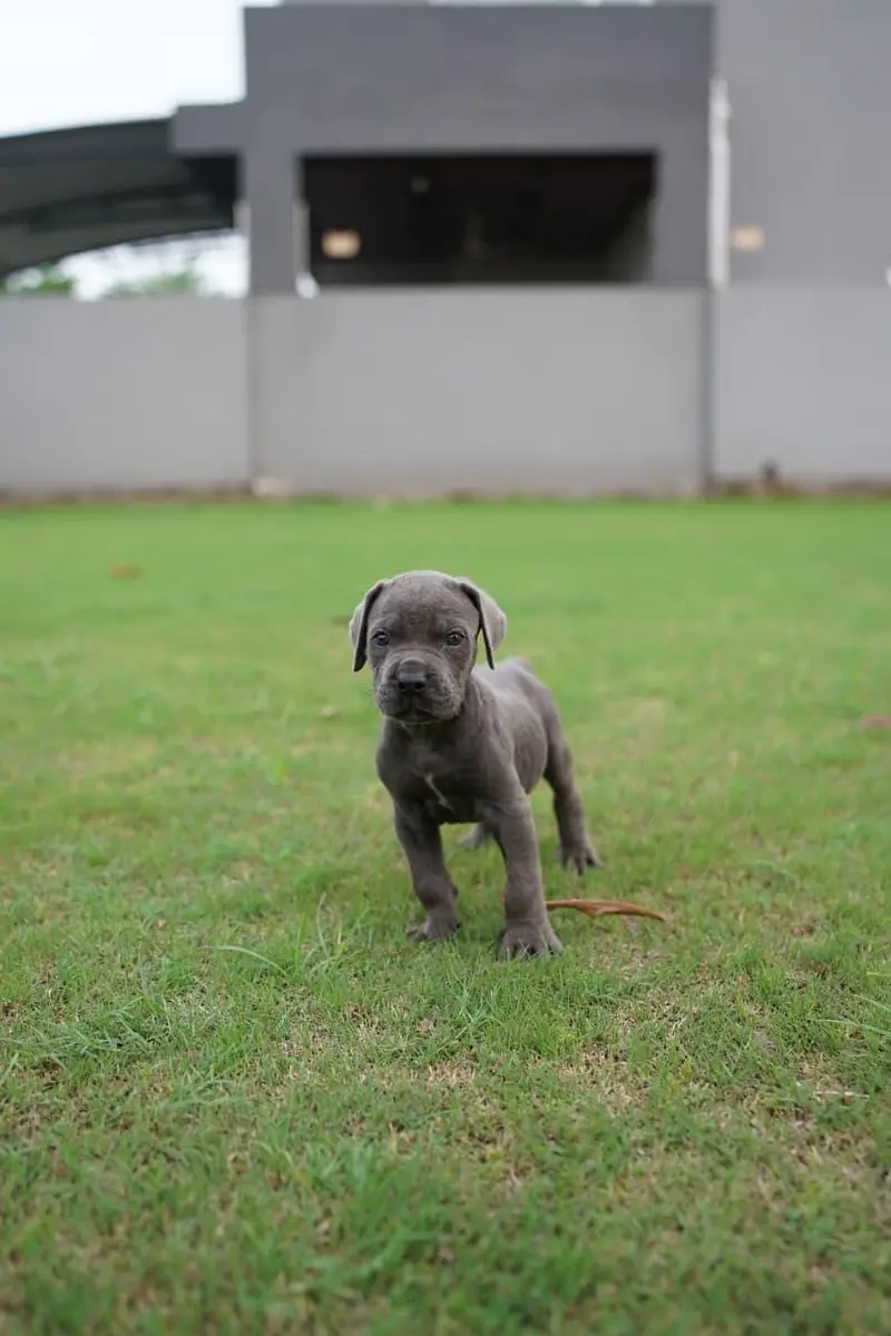 Belgian Shepherd |Bulldog | Chow Chow | Doberman All Type of dogs/Pups — photo 7