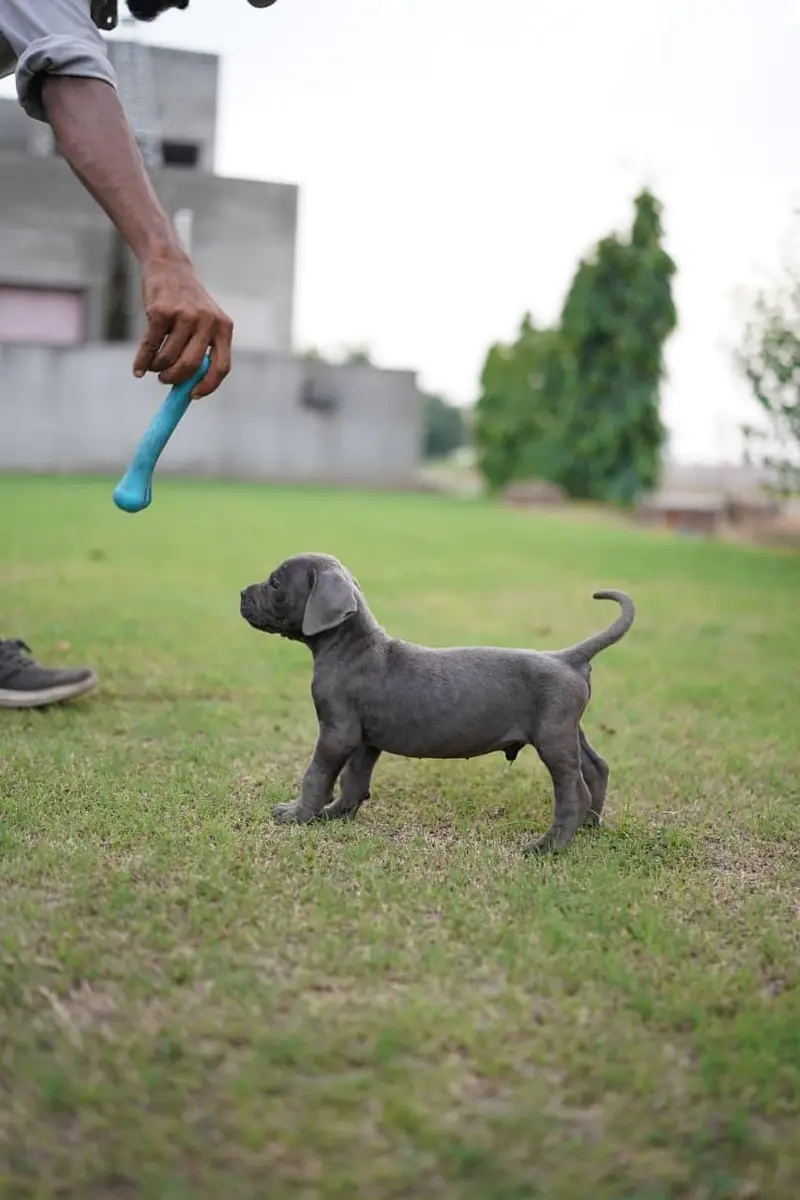 Belgian Shepherd |Bulldog | Chow Chow | Doberman All Type of dogs/Pups — photo 9