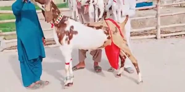 3 Bacchon Ka Sath Desi Bakri For Sale _03242703571