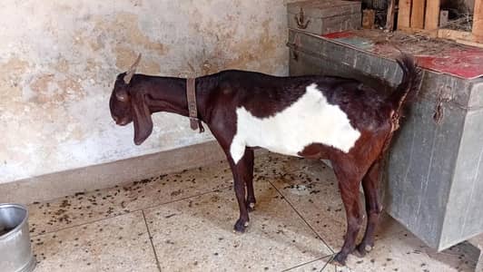 Desi Bakri