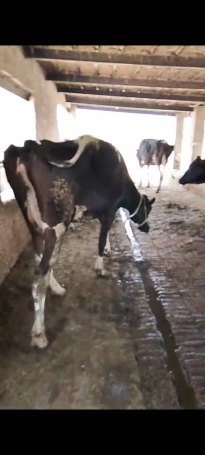 Milk record 32litr 1timer now 10kg milk 5month pregnant