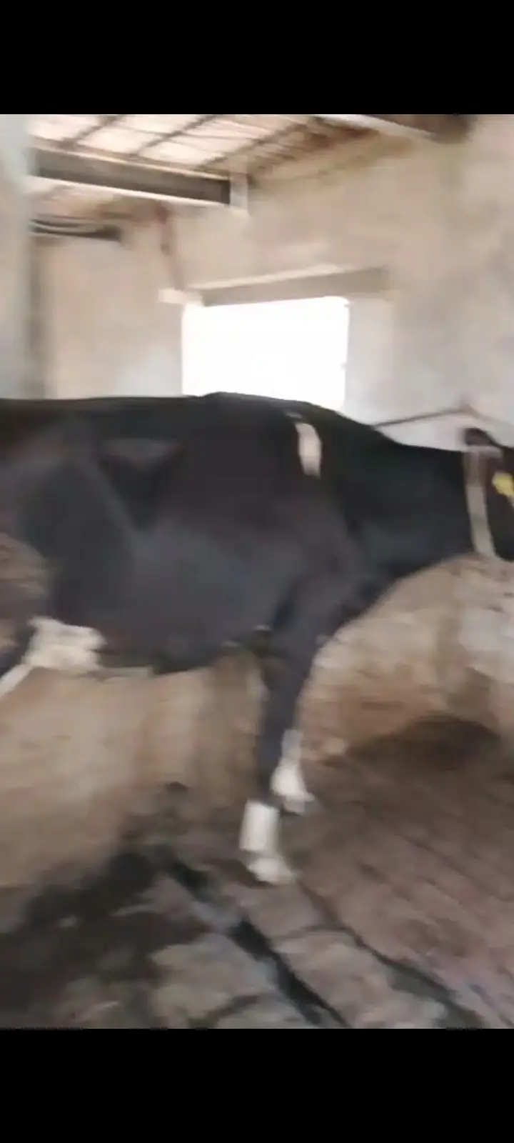 Milk record 32litr 1timer now 10kg milk 5month pregnant — photo 2