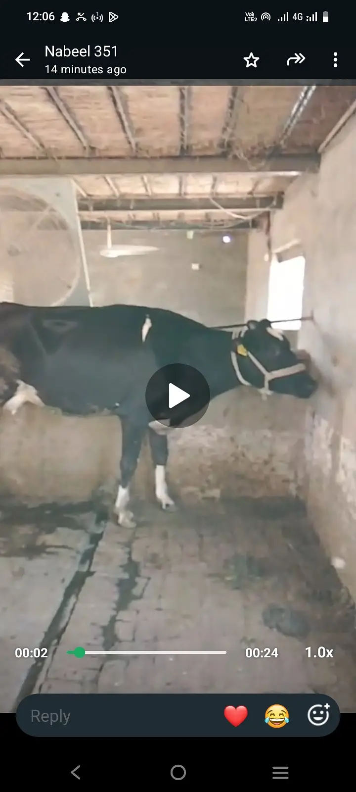 Milk record 32litr 1timer now 10kg milk 5month pregnant — photo 3