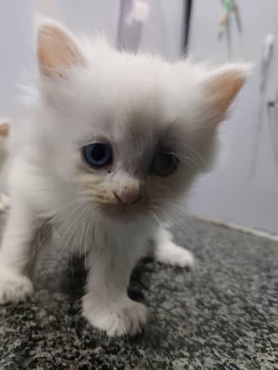 kittens