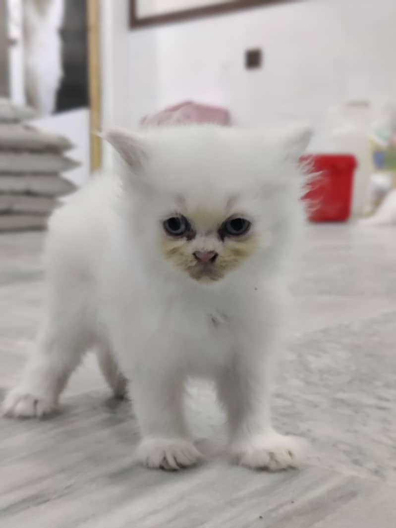 kittens 1