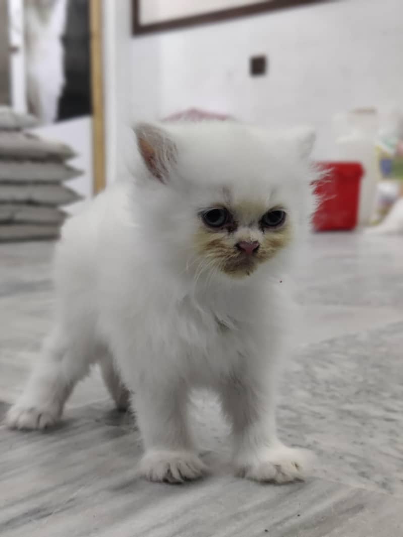 kittens 2