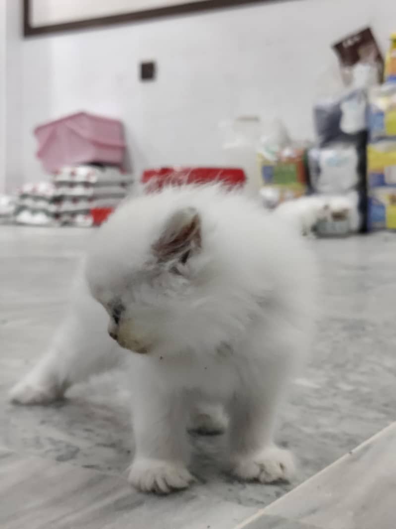 kittens 3