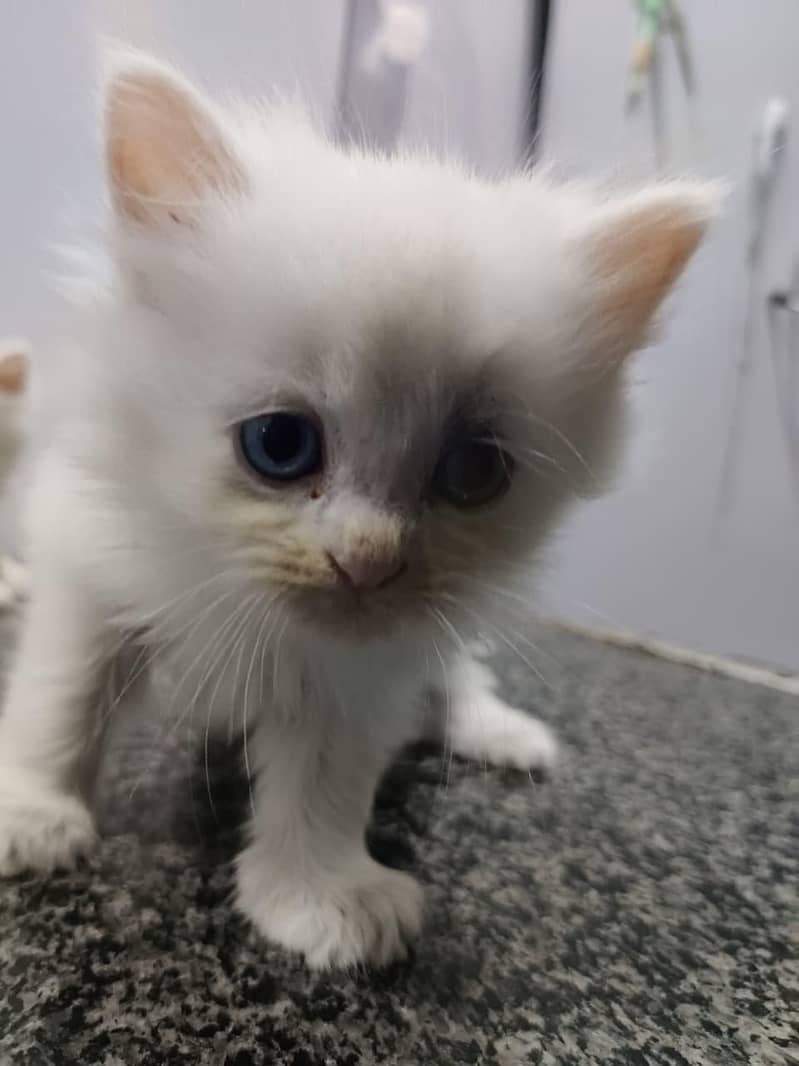kittens 4