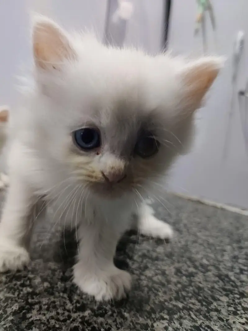 kittens — photo 5