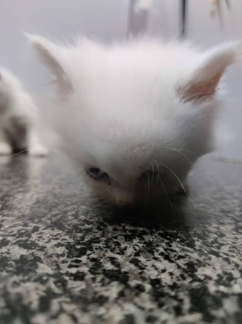 kittens 5