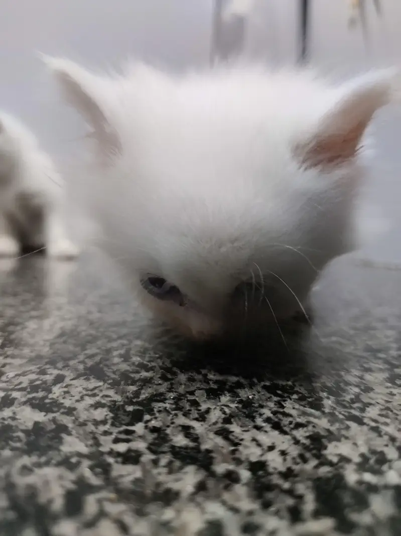 kittens — photo 6