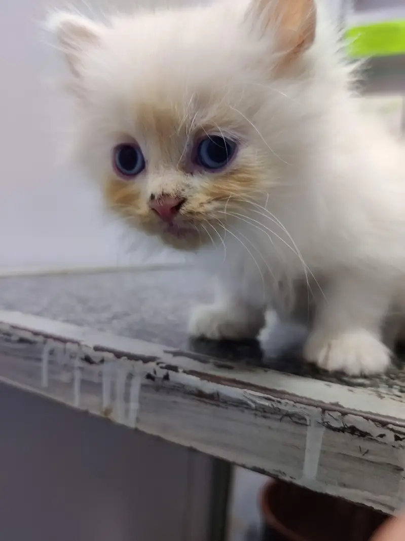 kittens — photo 7