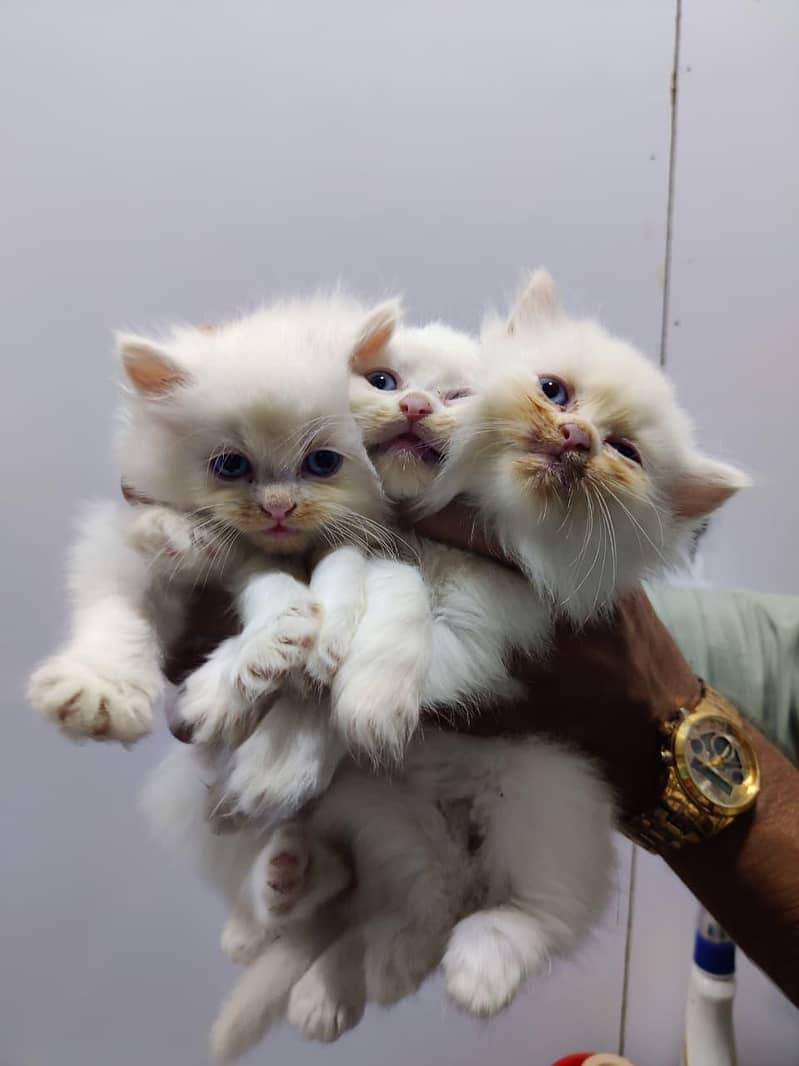 kittens 7