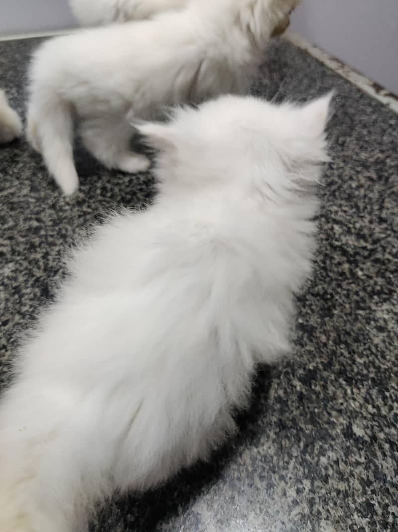 kittens 8