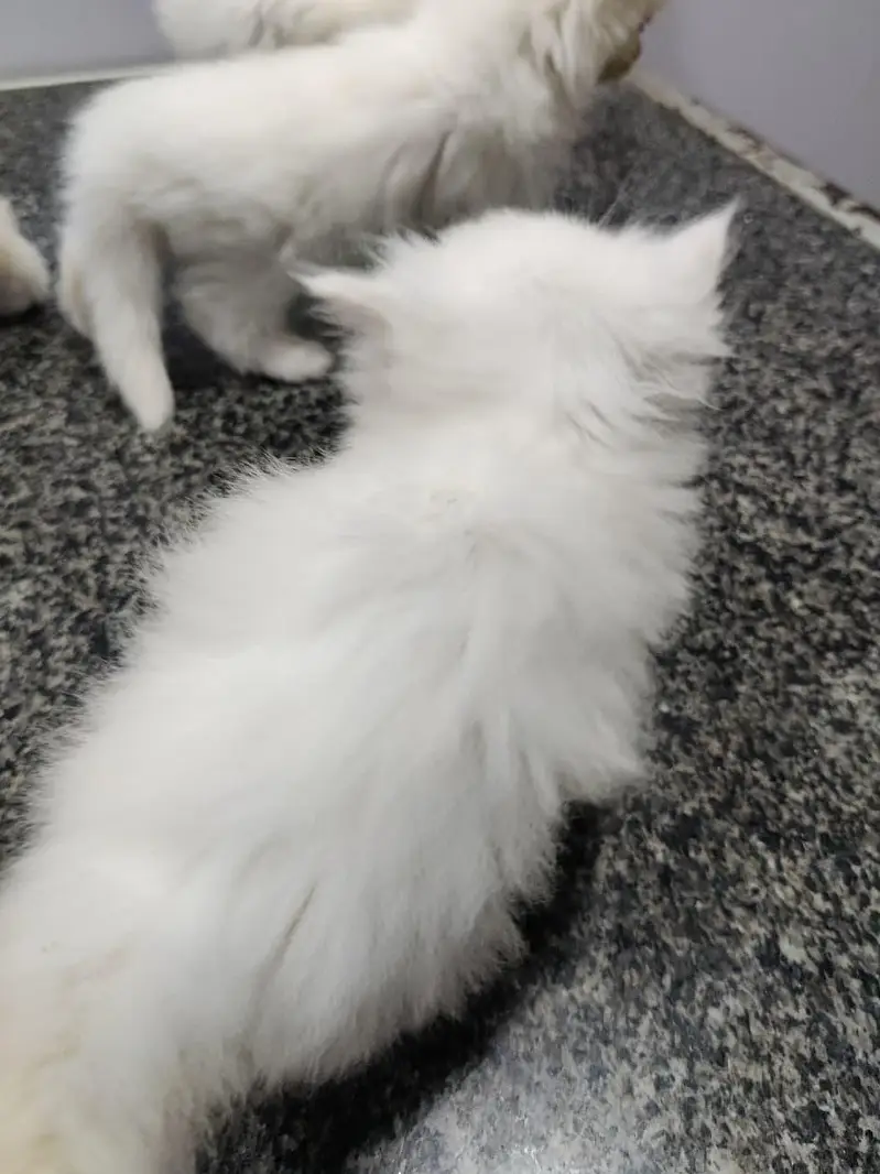 kittens — photo 9