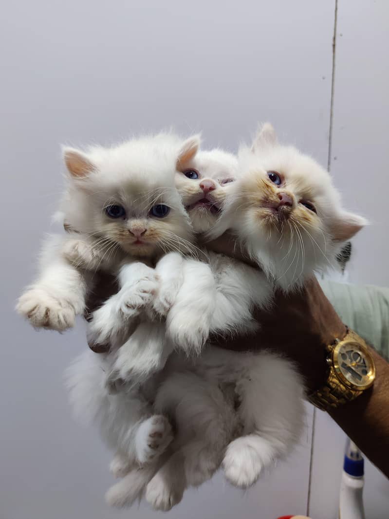 kittens 9