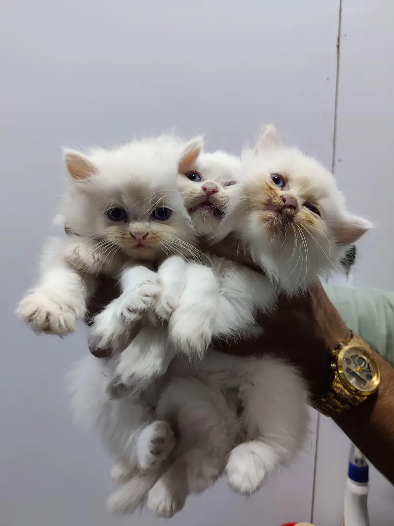 kittens — photo 10