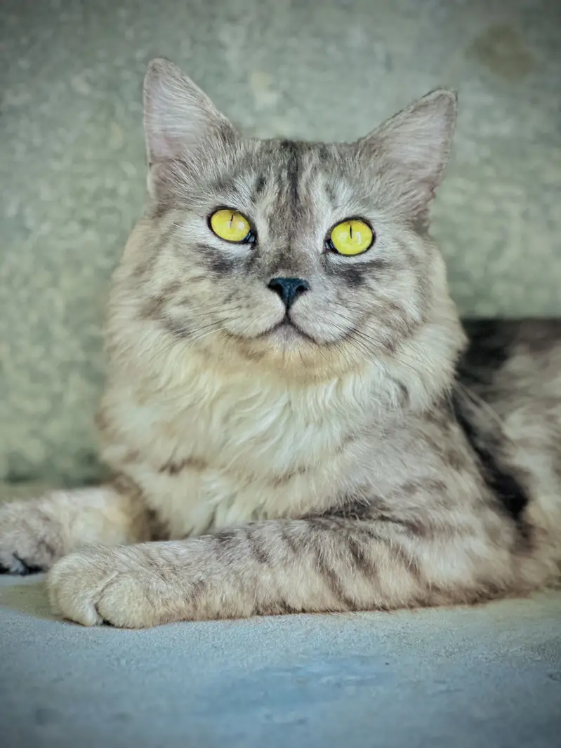 Persian Gray Male — photo 2
