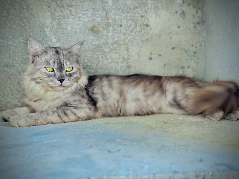 Persian Gray Male — photo 3