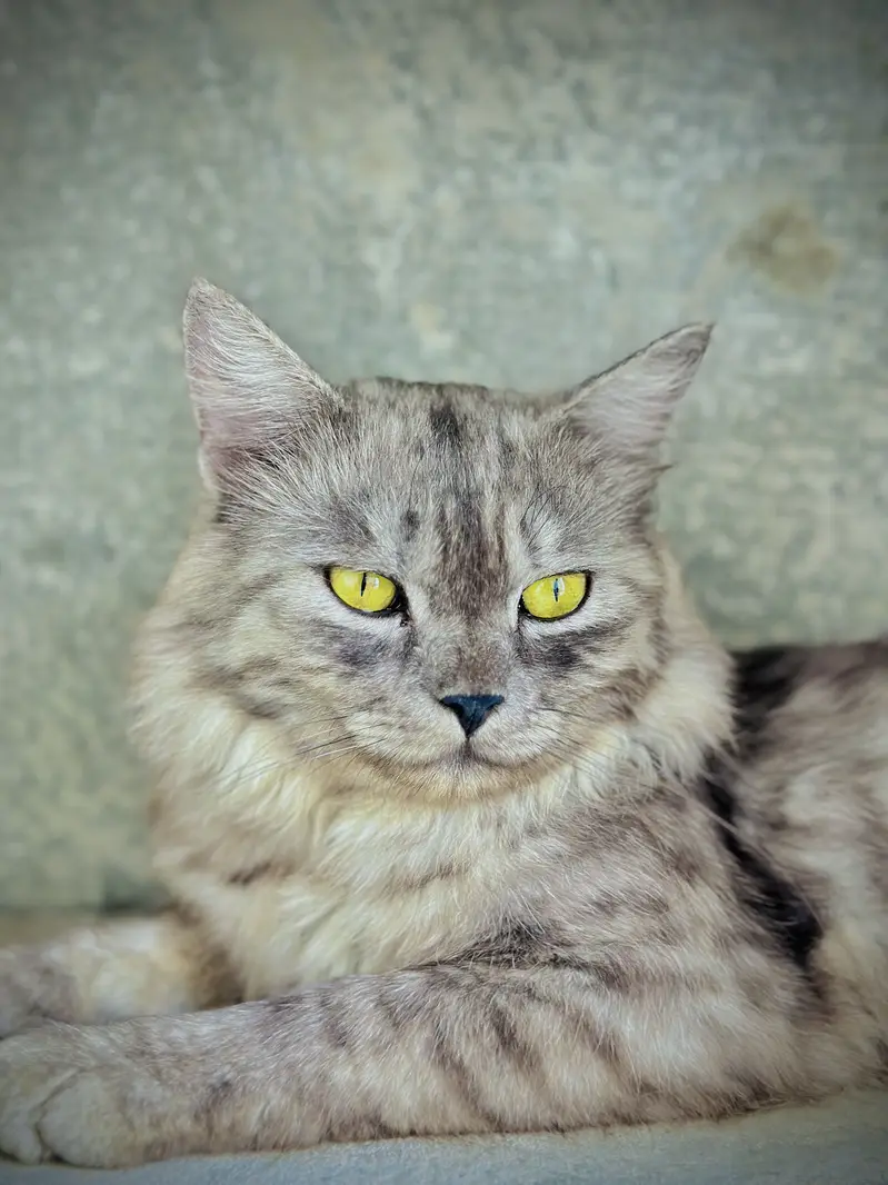Persian Gray Male — photo 4