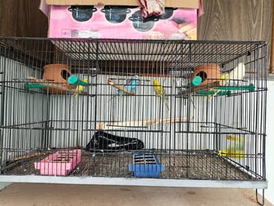 Austrilian Parraot with cage