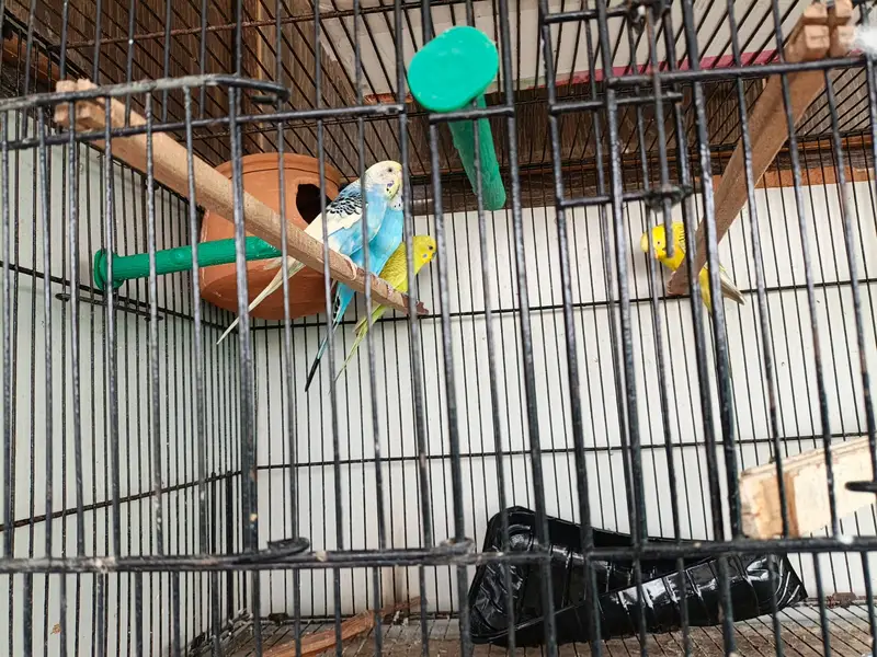 Austrilian Parraot with cage — photo 2