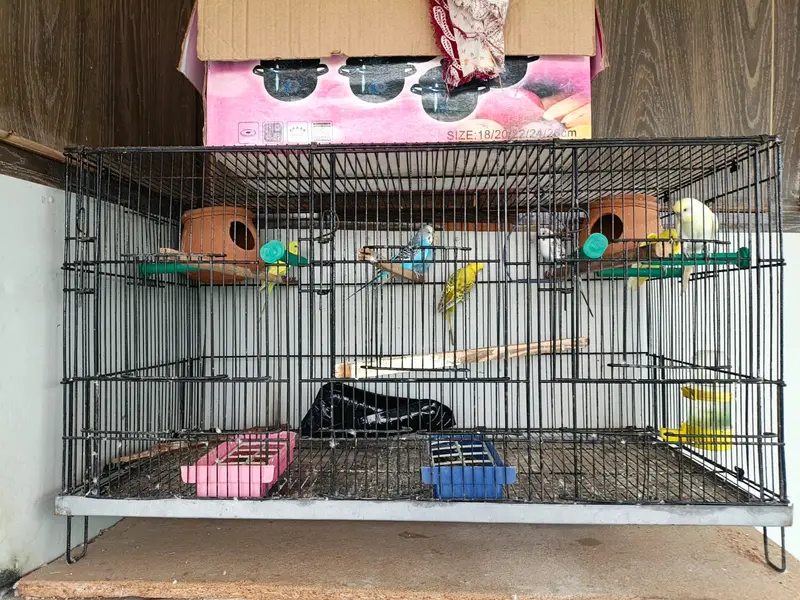 Austrilian Parraot with cage — photo 3
