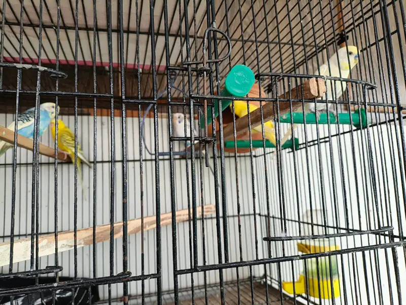 Austrilian Parraot with cage — photo 4