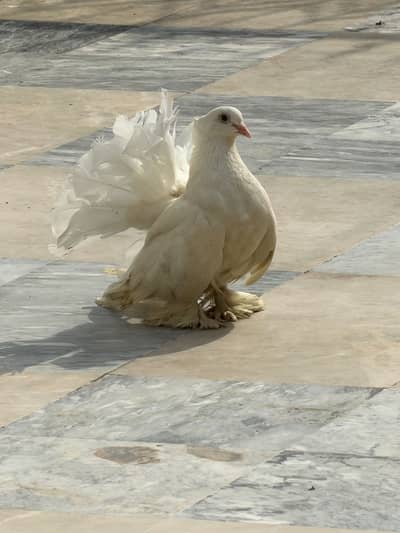American fentail